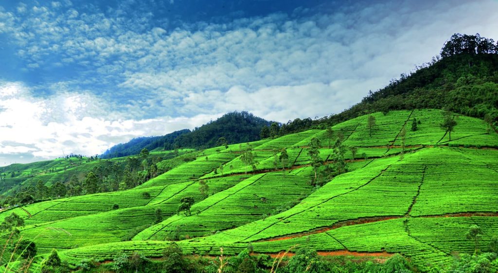Nuwara Eliya a čajové plantáže na Srí Lance
