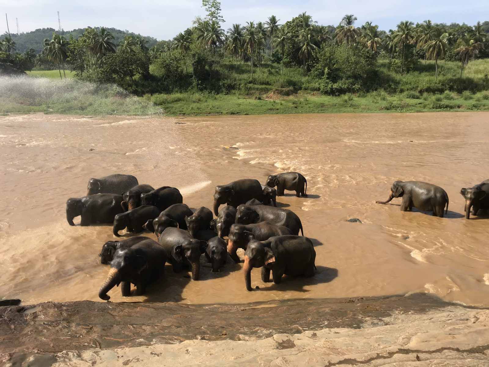 Sloní útulek Sri Lanka