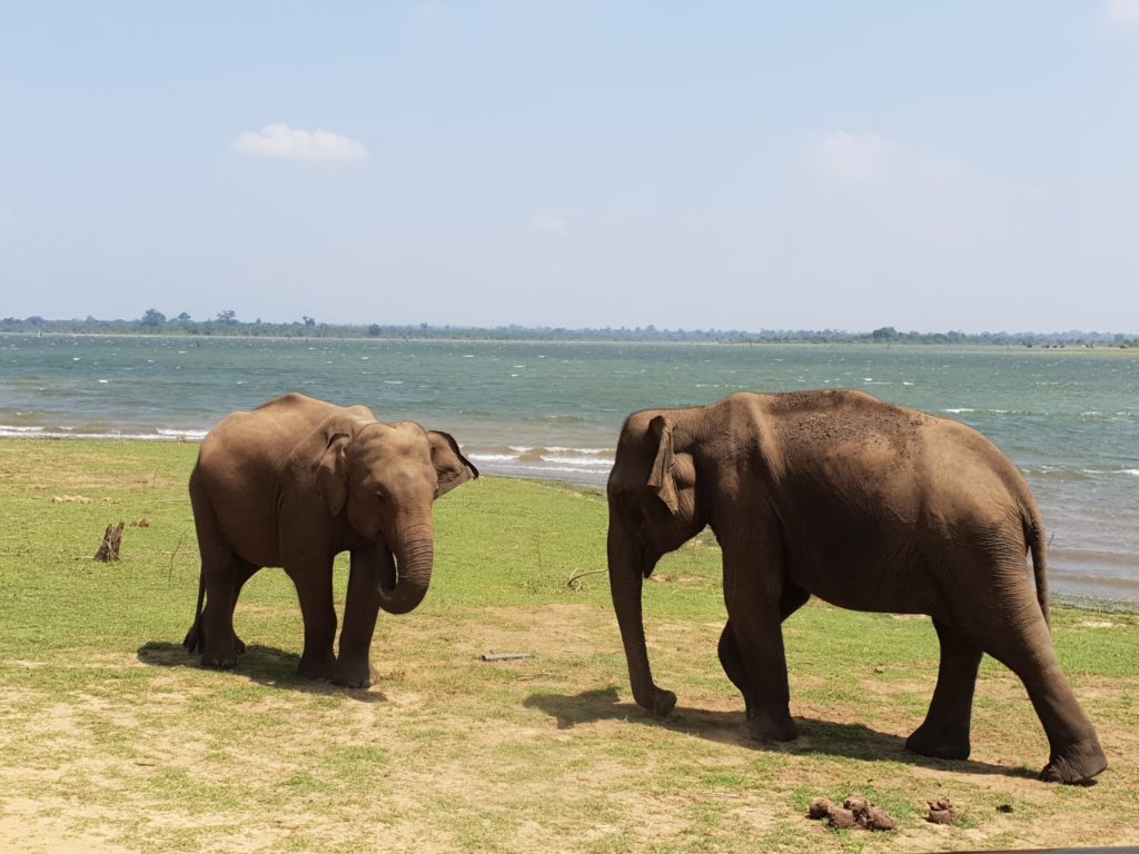 Sri lanka s českým průvodcem - Yala / Udawalawe