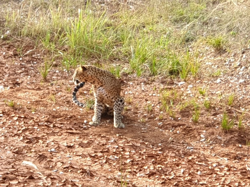 Sri lanka s českým průvodcem - Yala / Udawalawe