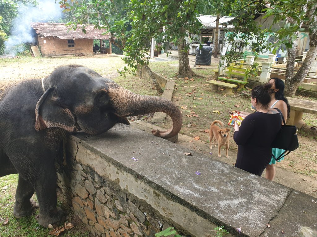 Sri lanka s českým průvodcem - 7 denní poznávací zájezd Srí Lankou