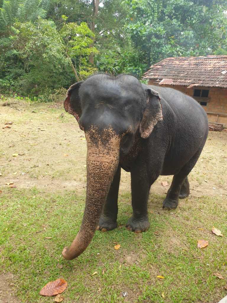 Sri lanka s českým průvodcem - 7 denní poznávací zájezd Srí Lankou