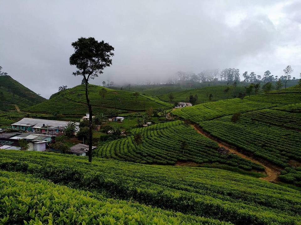 Sri lanka s českým průvodcem - Nuwara Eliya a čajové plantáže na Srí Lance