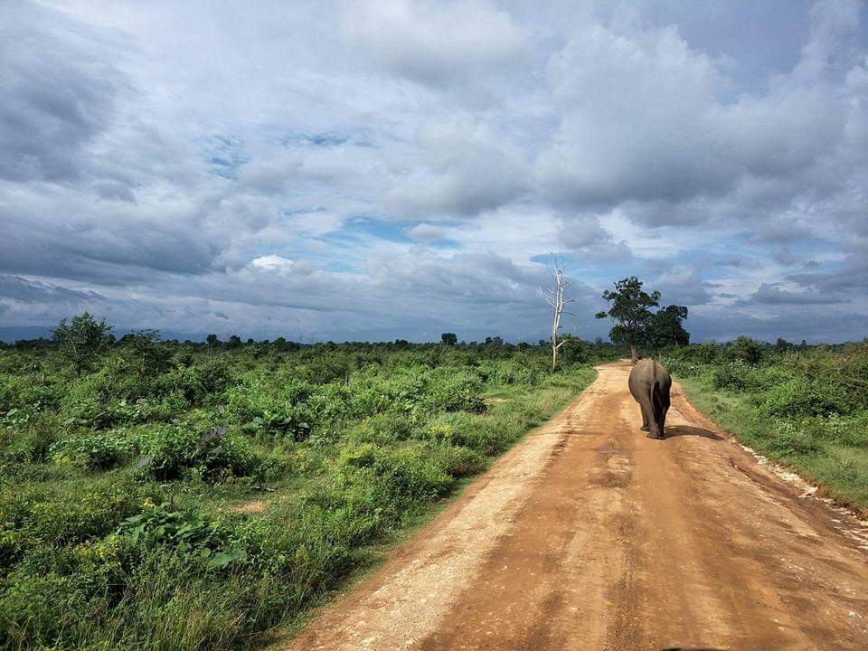 Sri lanka s českým průvodcem - Yala / Udawalawe