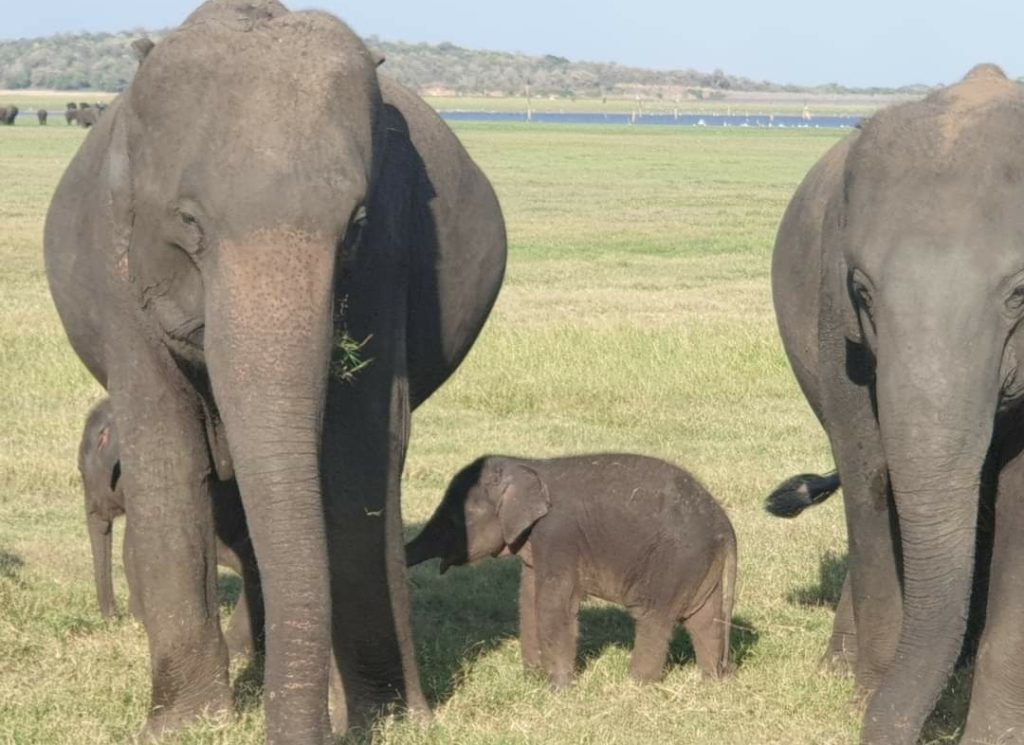 Sri lanka s českým průvodcem - 5 denní poznávací zájezd Srí Lankou