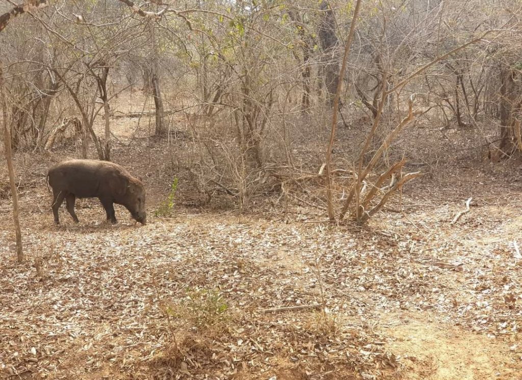 Sri lanka s českým průvodcem - Yala / Udawalawe