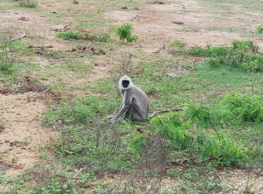 Sri lanka s českým průvodcem - Yala / Udawalawe