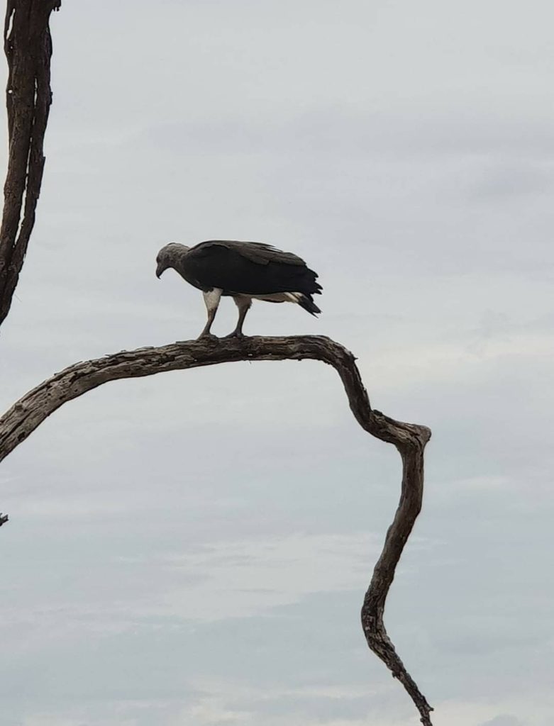 Sri lanka s českým průvodcem - Yala / Udawalawe