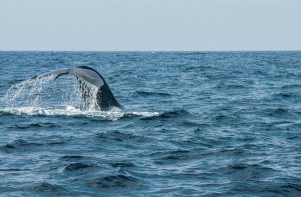 Sri lanka s českým průvodcem - Pozorování Velryb A Delfínů